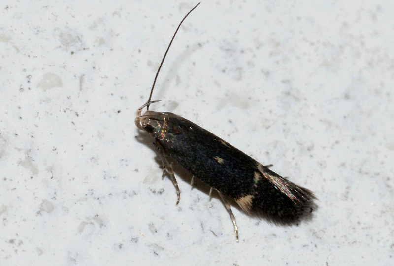 Aproareama anthyllidea ?